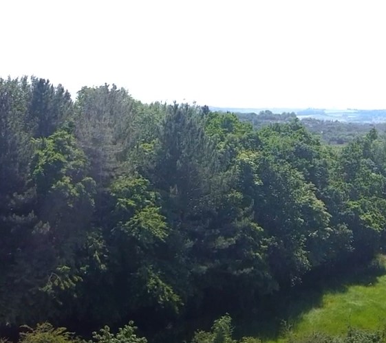 When all you see is green! #WestSwindonParish