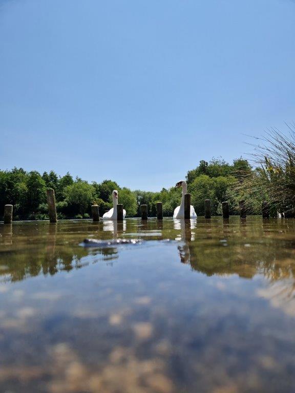 Swans on Peatmoor Lagoon #WestSwindonParish