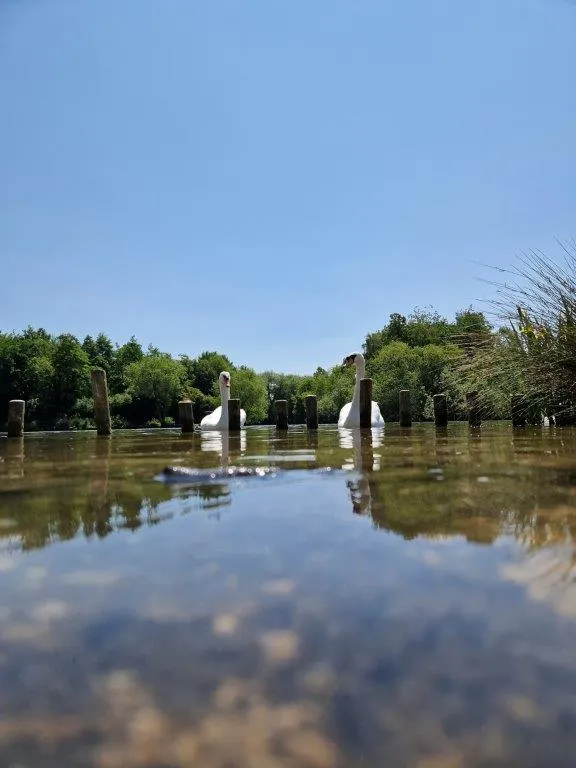 Swans on Peatmoor Lagoon #WestSwindonParish