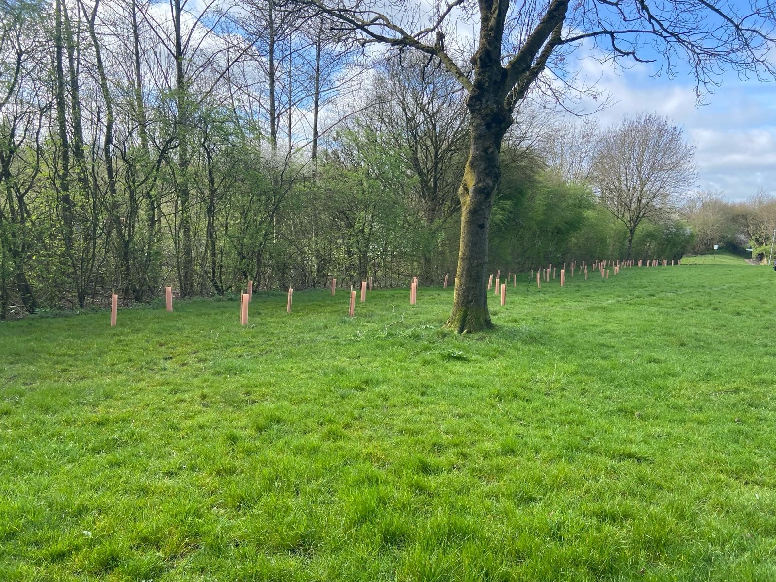 Planting 3,000 Trees #whatwspcdidnext