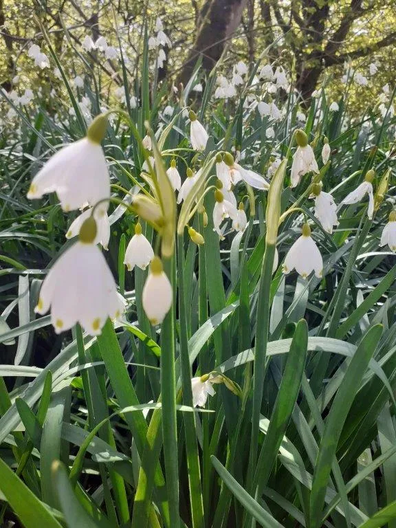 Snowdrops