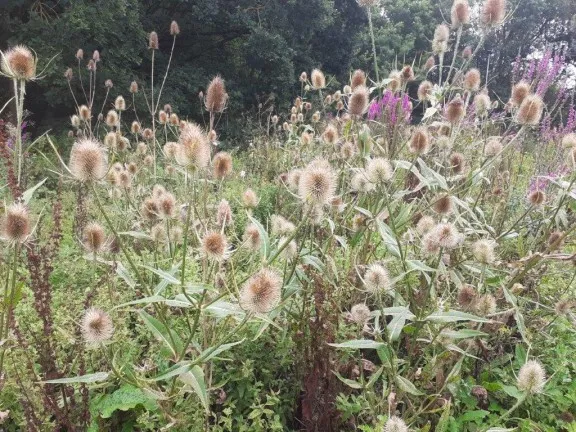 Thistles